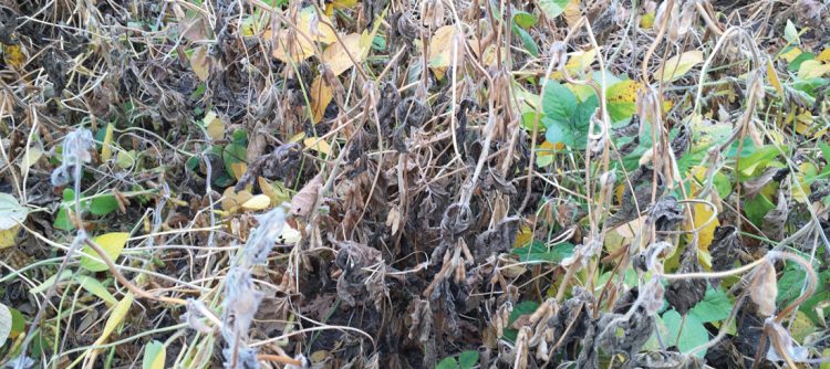 Effects of Fall Tillage on Soybean White Mold and Sudden Death