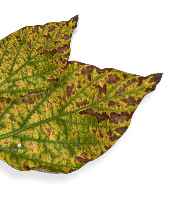SDS_Disease_soybean